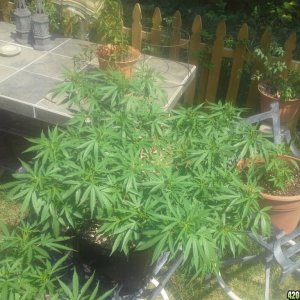 SoilGirl 7-23-14 Outdoor Grow