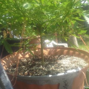 SoilGirl 7-23-14 Outdoor Grow