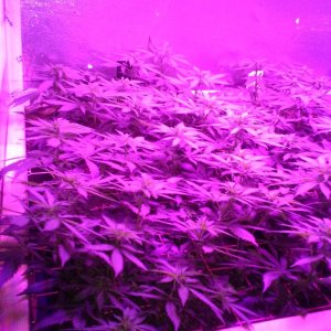 White Rhino ScroG