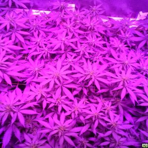 White Rhino ScroG