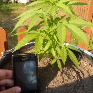 2 month old - Outdoor - indica