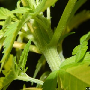 2 month old - Female parts pistils