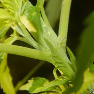 2 month old - Female parts pistils