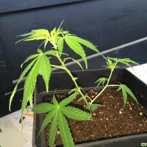 Clone Transplanted