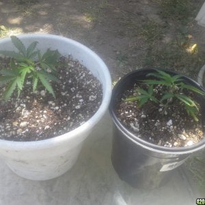 SoilGirl 7-27-14 UKH2 clones