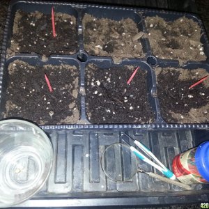 seeds and clones