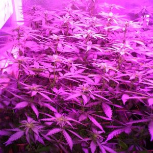 White Rhino ScroG