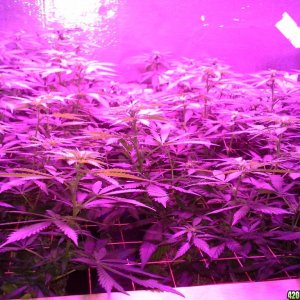 White Rhino ScroG