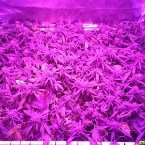 Grape Ape LED ScroG