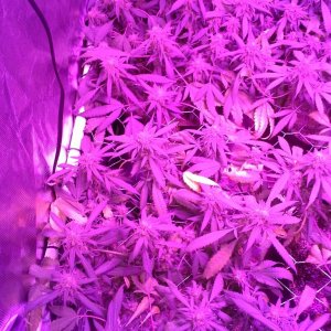 Grape Ape LED ScroG