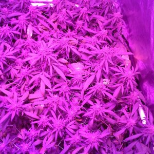 Grape Ape LED ScroG