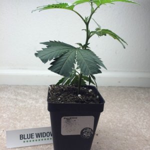 Round One - Blue Widow clone