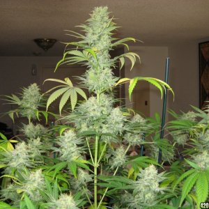 My last grow some years ago.. Cherry AK47 / G13 Haze