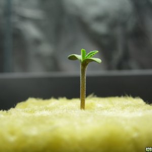 0020_Seed_Grow