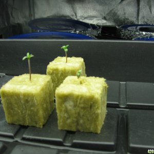 0022_Seed_Grow