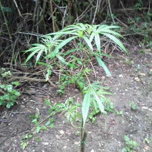 outdoor / guerilla / late veg