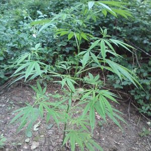 outdoor / guerilla / late veg