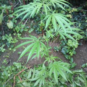 outdoor / guerilla / late veg