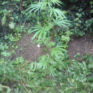 outdoor / guerilla / late veg