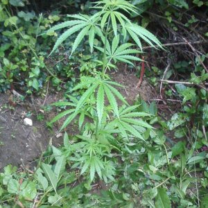 outdoor / guerilla / late veg