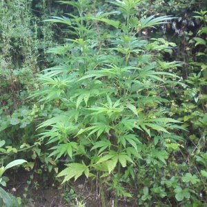 outdoor / guerilla / late veg