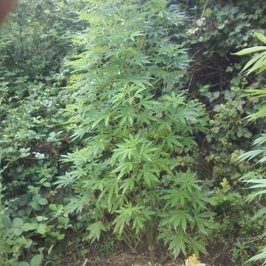 outdoor / guerilla / late veg