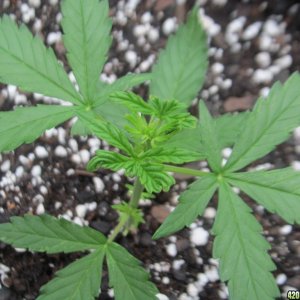 Media 'MaggiesFarm - Outdoor Container - Bubblelicious Auto-Fem Soil Grow - 08/01/' in category 'Member Galleries'