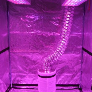 0185_Flower_Tent_Veg