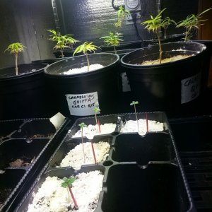 seedlings