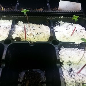 seedlings