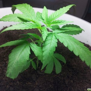 1st Time Grower