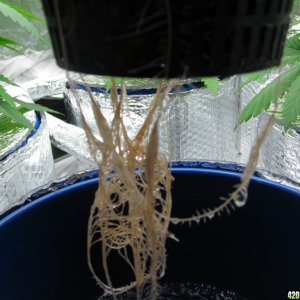 0202_AIb_Roots_8-4