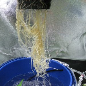 0204_PK1_Roots_8-4