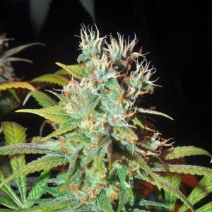 DSC_6837_bbhybridbud