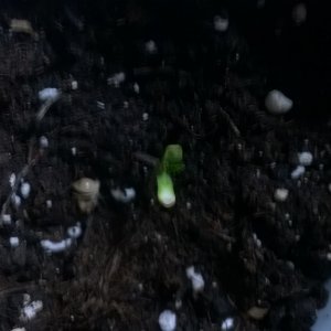 Day 8 - Bag Seed