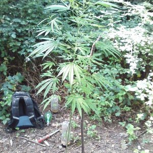 outdoor / guerilla / late veg