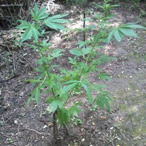 outdoor / guerilla / late veg