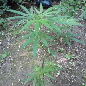 outdoor / guerilla / late veg