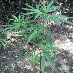 outdoor / guerilla / late veg