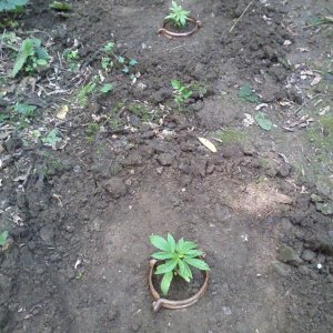 outdoor / guerilla / late veg