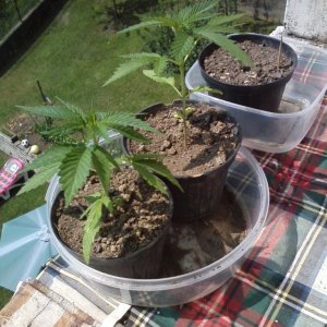 outdoor / guerilla / late veg