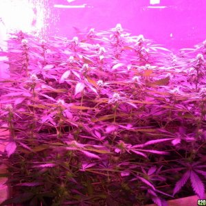 White Rhino ScroG