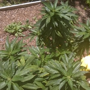 My First Outdoor Grow