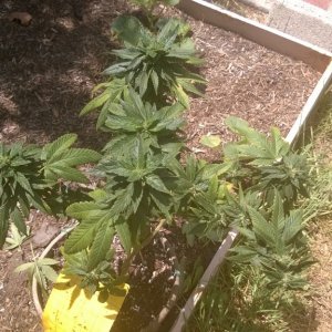 My First Outdoor Grow