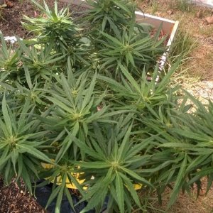 My First Outdoor Grow