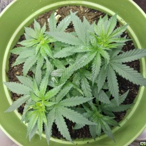 New Grow Opinions Welcome