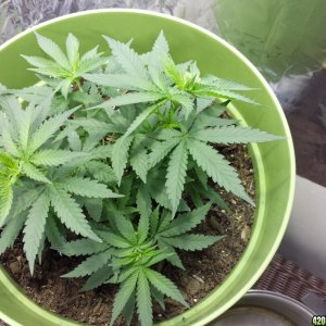 New Grow Opinions Welcome