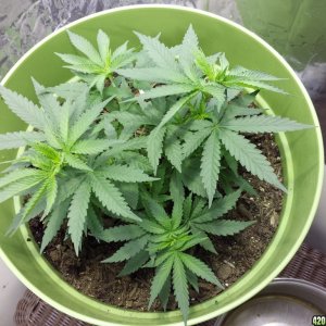 New Grow Opinions Welcome