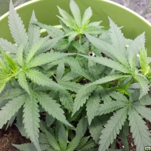 New Grow Opinions Welcome