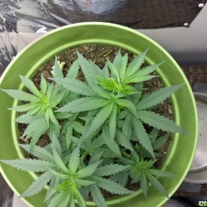 New Grow Opinions Welcome